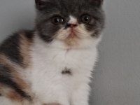 TÜM TÜRKİYE GENELİ GÖNDERİM MEVCUT KEDİMİZ