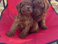 OYUNCAK AYICIK RED BROWN TOY POODLE BEBEKLER