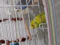 Kafes ile birlikte dişi erkek eş olarak verilecek kuşumuz