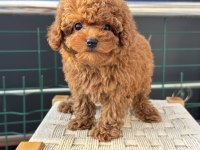 Boy ve kg ram garantili tea cup kore poodle