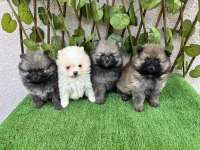 POMERANİAN BOO 4 DİŞİ 1 ERKEK