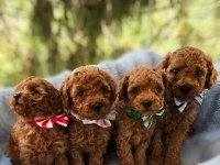 Kore toy poodle ruhsatlı bayiden