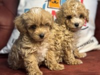 Petmode köpek çiftliğinden maltipoo yavrular