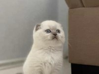 SCOTTISH FOLD BLUE POİNT YAVRULARIM