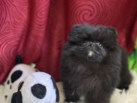 Teacup garantili black tan pomeranian