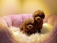 Poodle yavrularımız
