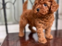 Yasal ruhsatlı çiftlikden toy poodle yavrular