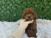 Toy Poodle bebekler