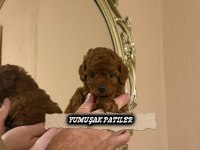 KORE RED BROWN POODLE