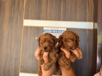 Kore red brown micro poodle bebekler