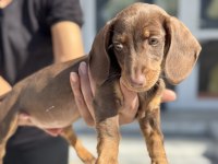 Petmode köpek çiftliğinden dacshund yavrumuz
