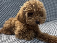Tea cup ponçik poodle