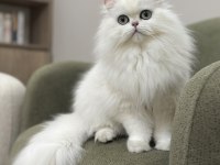 Koca gözlü Silver Ns12 British Longhair