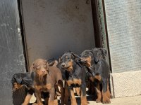 İri ve kalite doberman isteyenlere