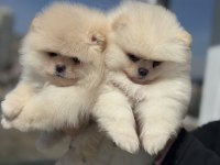 Petmode köpek çiftliğinde ziyarete açık pomeranian