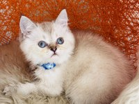 British Shorthair Silver Point