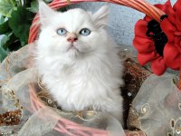 Boncuk gözlü pamuk şeker kediler