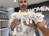 ORJİNAL IRK YAVRU KEDİLER MAGAZAMIZDA CANLI GÖRÜN
