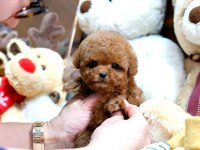 MİNİ BOY POODLE BEBEKLERİMİZ