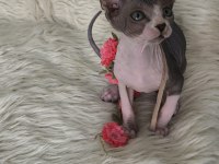 Naked Beauty Sphynx Cattery 10 Haftalık
