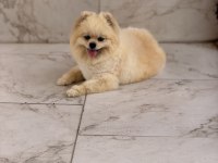 Ayı surat yetişkin pomeranian boo