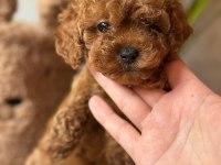 Toy poodle puppy