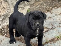 İTALYAN MASTİF CANE CORSO YAVRULARIMIZ
