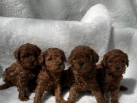 ANATOMİ HARİKASI OYUNCAK BOY POODLE BEBEKLER