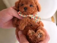 Türkiyenin en güzel maltipoo bebekleri