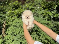 Üst Kalite Pomeranian Boo Bebek