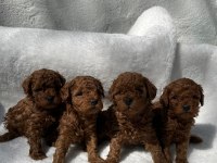 RED BROWN ERKEK DİŞİ POODLE YAVRULAR