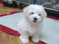 Maltese terrier iki aylıklar