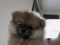 Oyuncu pomeranian boo