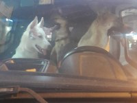 Köpeklerimiz Tina ve Şila evde büyüdüler