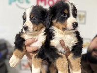 Petmode Köpek Çiftliğinden Bernese Yavrumuz
