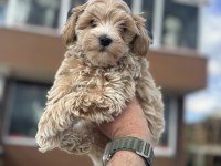 Petmode köpek çiftliğinden kore maltipoo yavrular