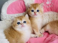 Scr li anne babadan golden NY12 brıtısh shorthair