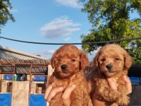 Toy poodle kıvırcık tüylü ıslak burunlar