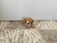 Toy Poodle Aşılı Erkek Bebek