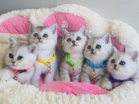 Son 1 yavru uygun verilecek silver British shorthair