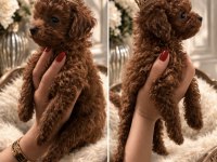 Koyu Kızıl (Red Brown) Kore Toy Poodle Yavrular FIRSAT
