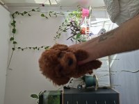 Siboşun poodle bebekleri