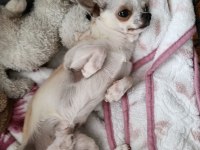 1 yaş chihuahua