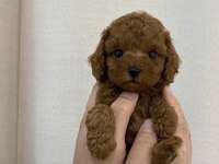 DENİZLİ NIN EN GÜZEL TOY POODLE BEBEKLERİ