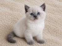 Show Kalite British Shorthair Longhair yavrular