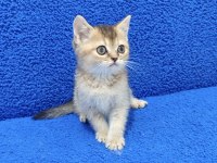 YENİ YUVASINA GİTMEYE HAZIR BRİTİSH PONÇİK