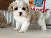 Petmode köpek çiftliğinde ziyarete açık maltipoo