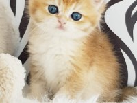 Show kalite golden british shorthair ve longhair yavrular
