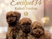 SAFKAN TOY POODLE BEBEKLERİMİZ BAKIRKÖY