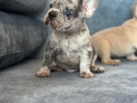 ÜST KALİTE BLUE MERLE FRENCH BULLDOG